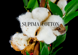 Hinh anh supima cotton la gi
