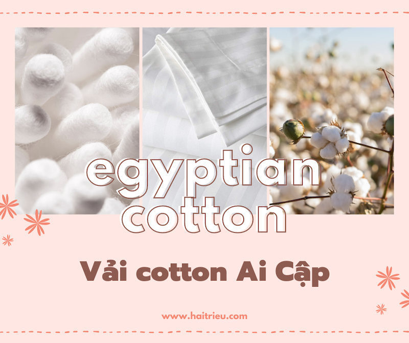 Vải cotton Ai Cập là gì? Ưu nhược điểm & các ứng dụng của ... ( https://haitrieu.com › blogs › vai-cott... )