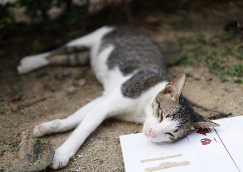 Con mèo chết là gì?  Giải mã tín hiệu, xấu hay không tốt?  »Hải Triều